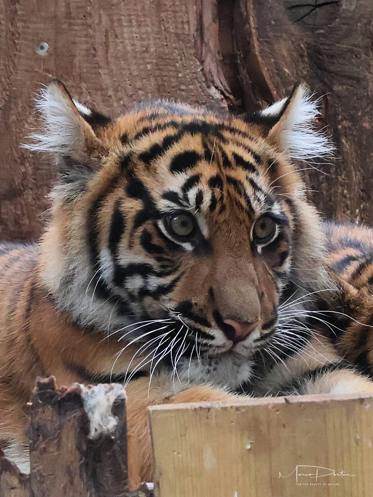 Zoofotografie: Am 29.06.2026 – ein heißer Tag im Zoo Heidelberg