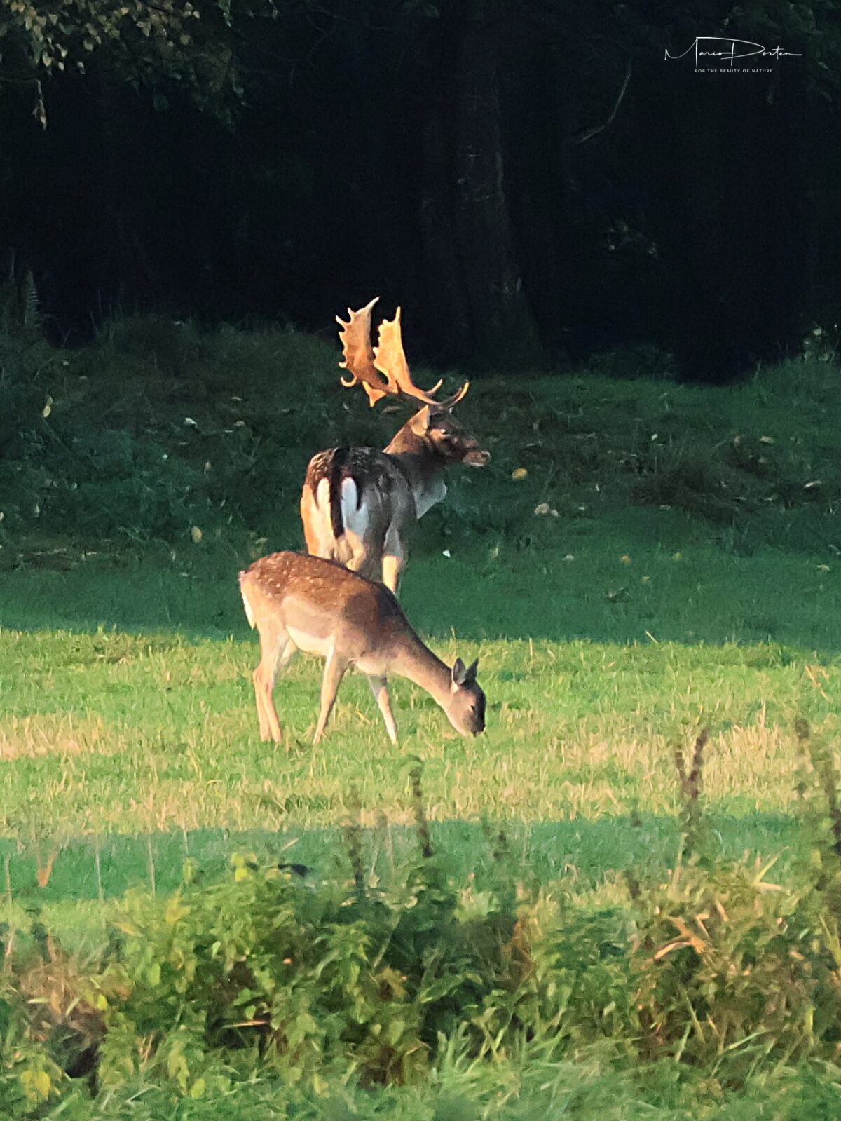Morgens im Revier – ein besonderer Moment