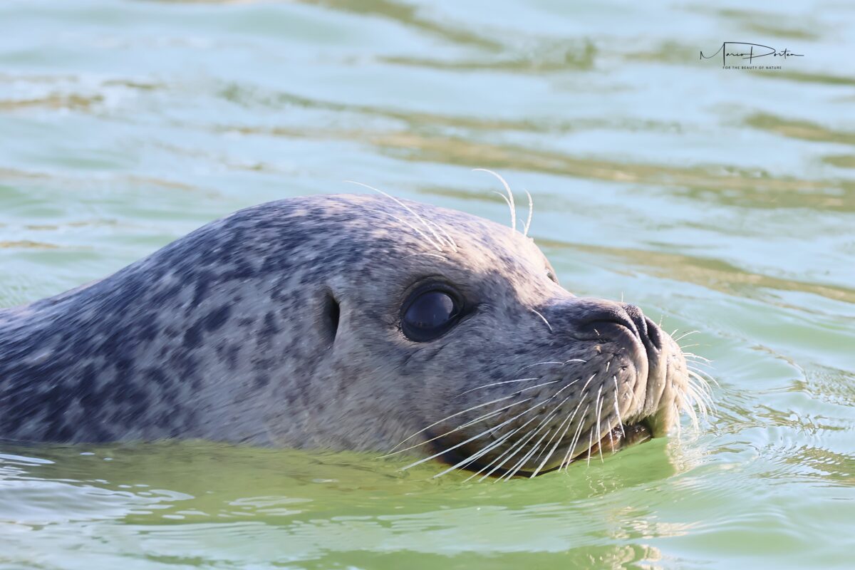 Zoofotografie: “Vorwort”