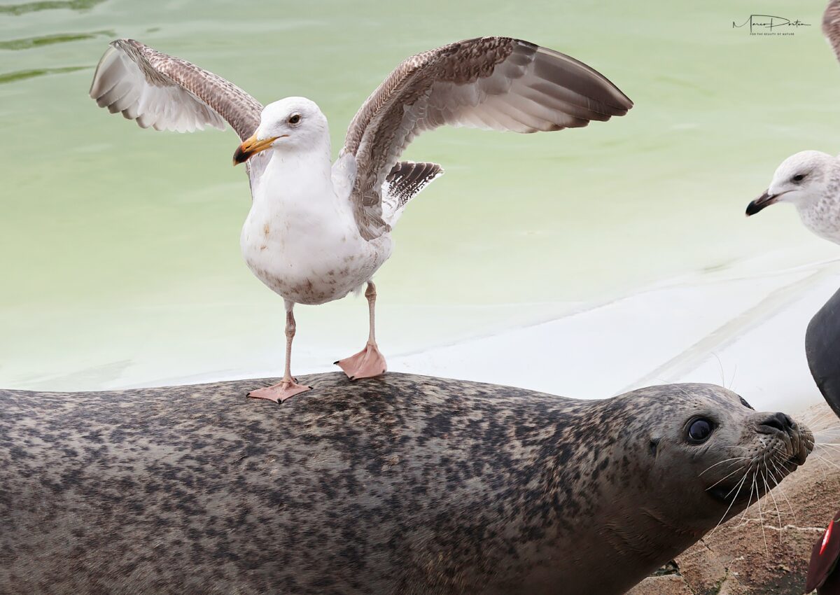 Zoofotografie: Wieder mal in Grömitz am 16.04.2026