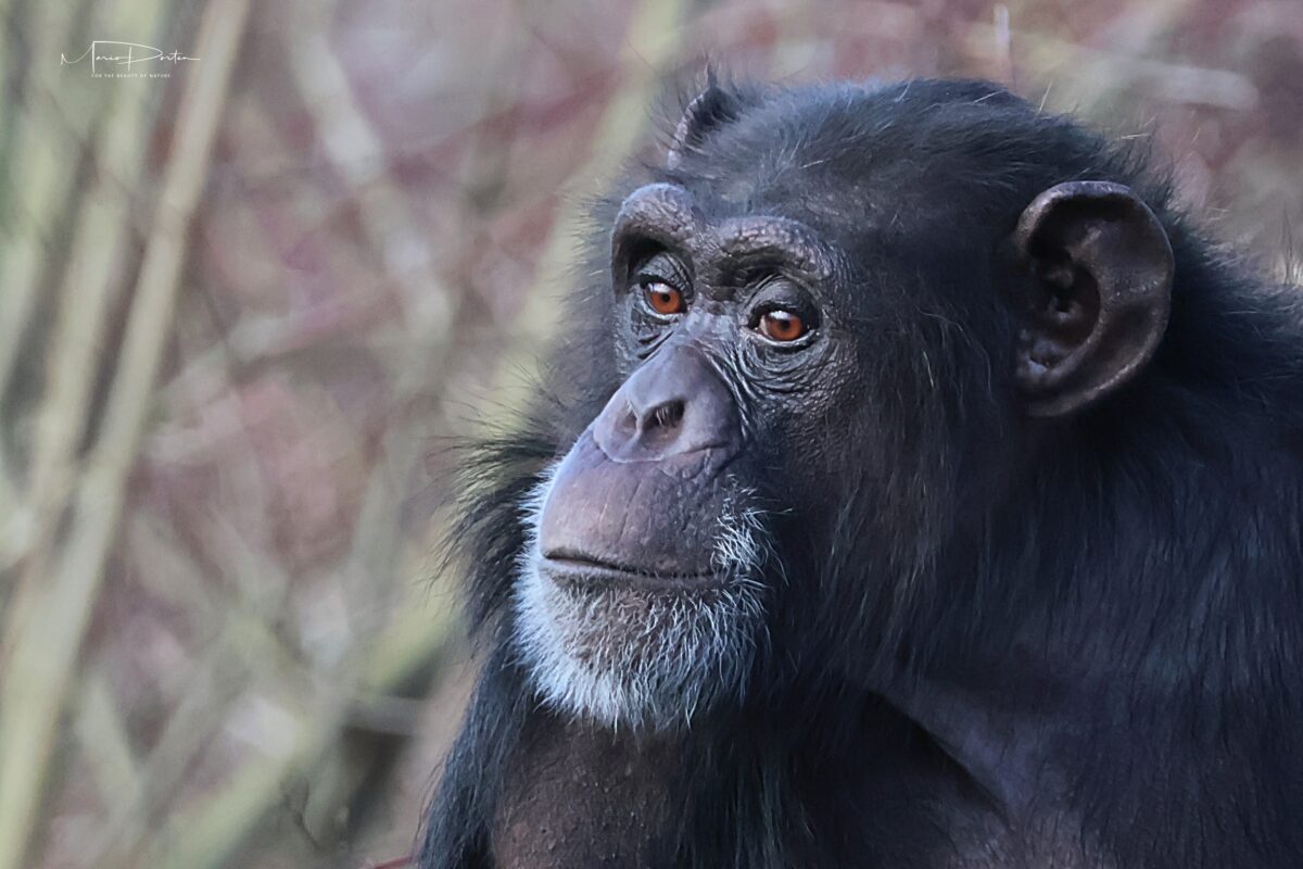 Zoofotografie: Zoo Arche Noah Grömitz 03.02.2026