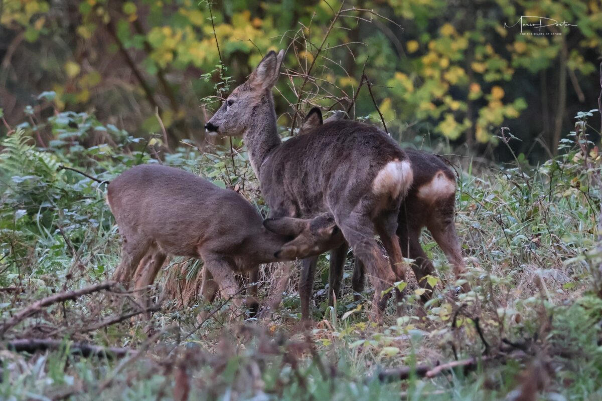 Weihnachtsgeschichte