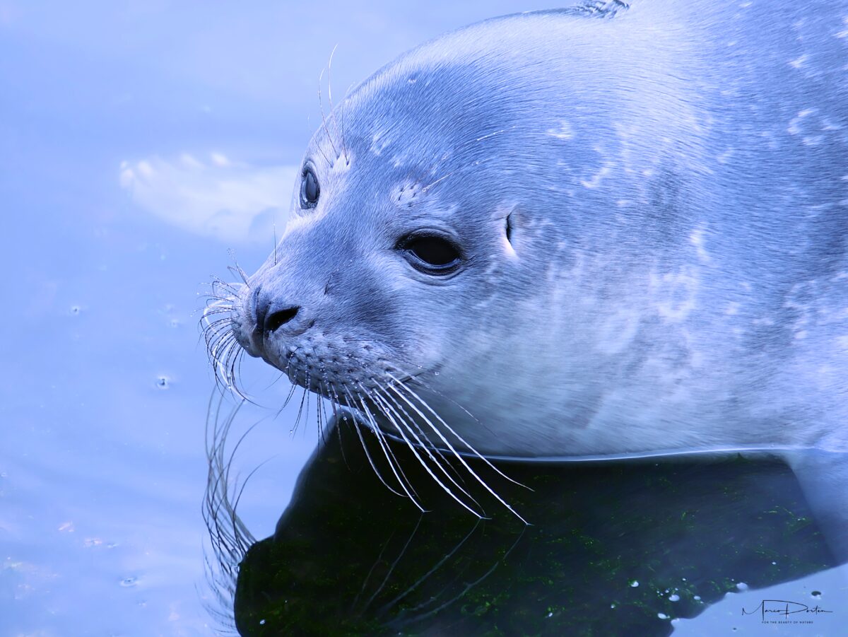 Zoofotografie: Am 30. und 31.08.2026 im Westküstenpark / Robbarium in St. Peter-Ording