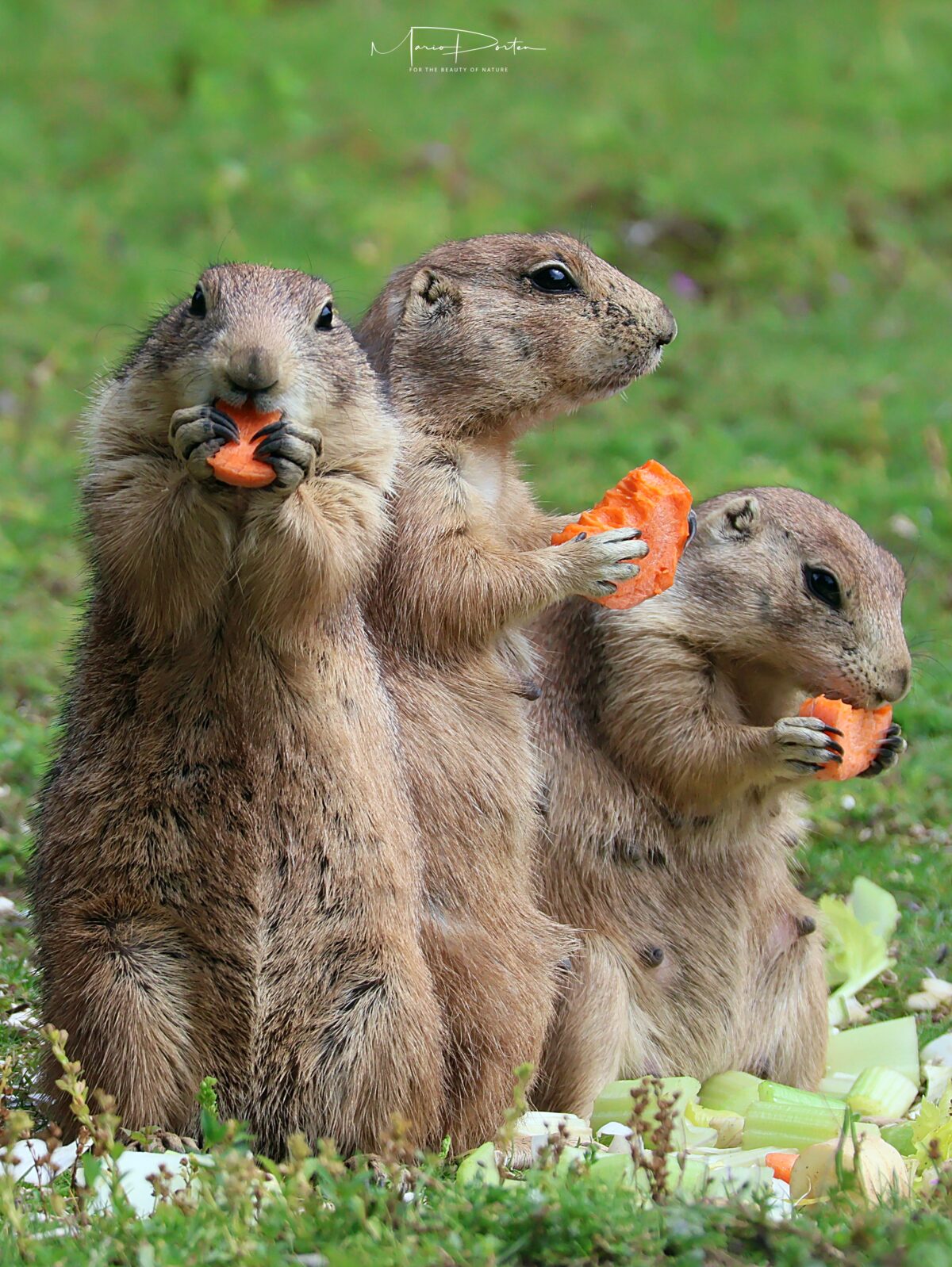Zoofotografie: Mit Löwen wohnen in Schwerin: Teil 2/3 – viel mehr als nur Löwen