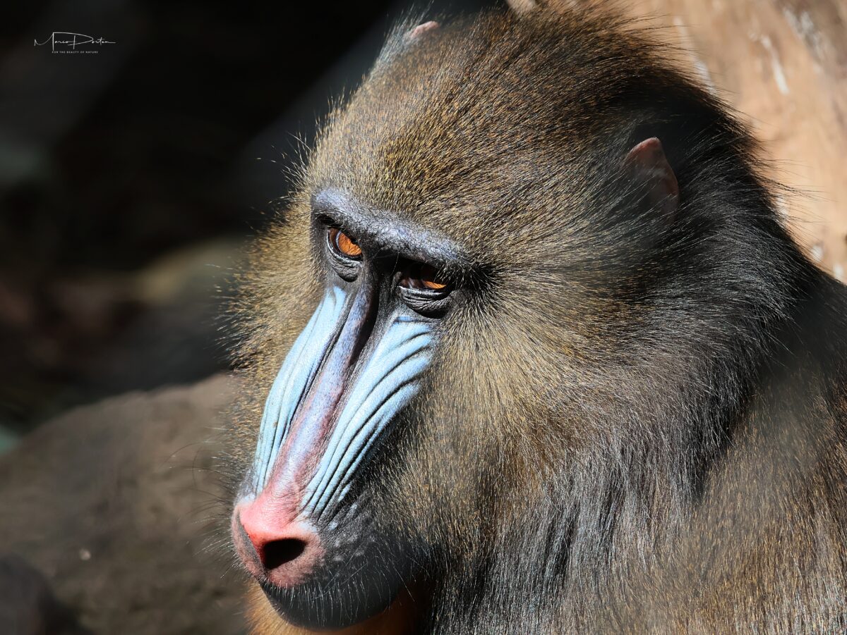 Zoofotografie: Am 27.04.2026 im Tierpark Hagenbeck in Hamburg