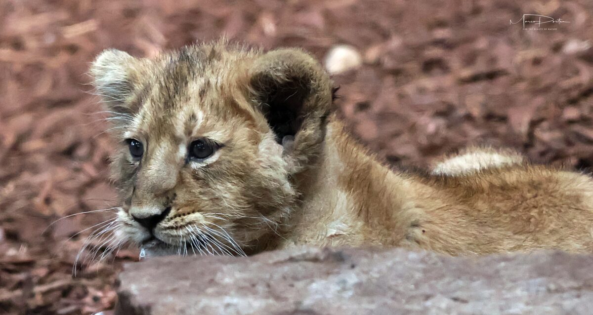 Zoofotografie: Löwennachwuchs in Schwerin am 23.03.2026