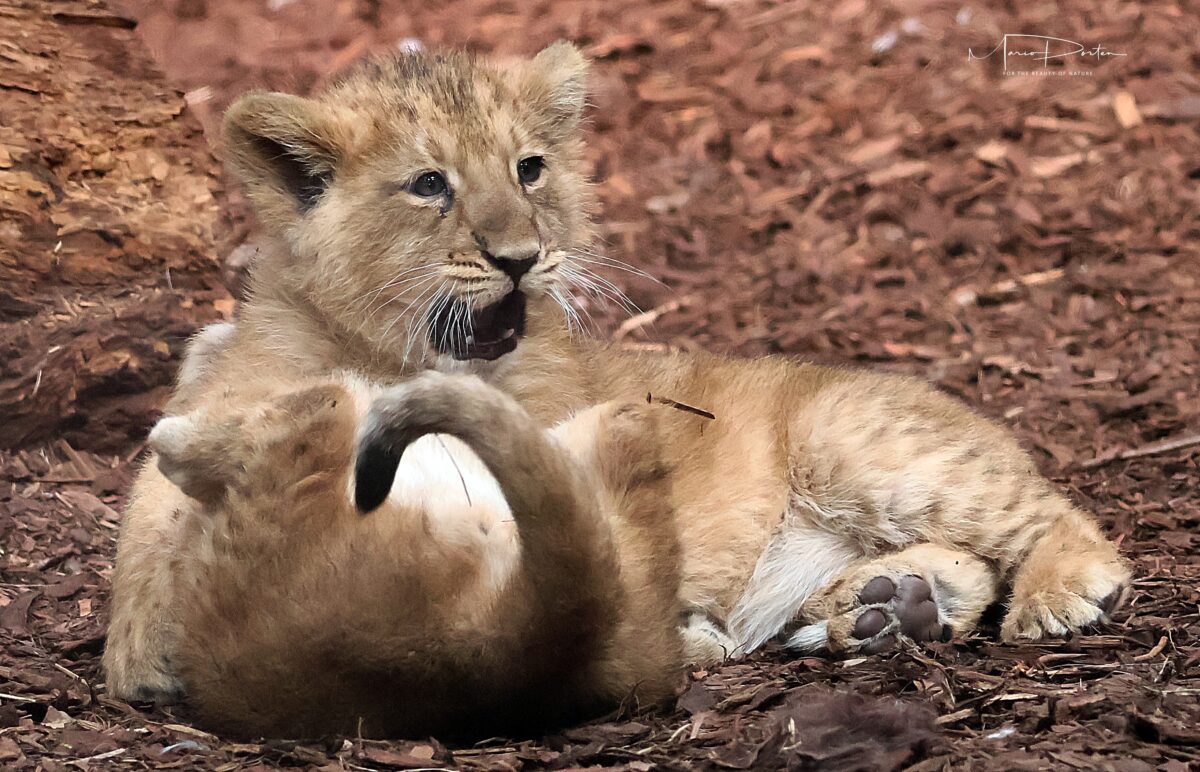 Zoo Schwerin – die kleinen Löwen im Video