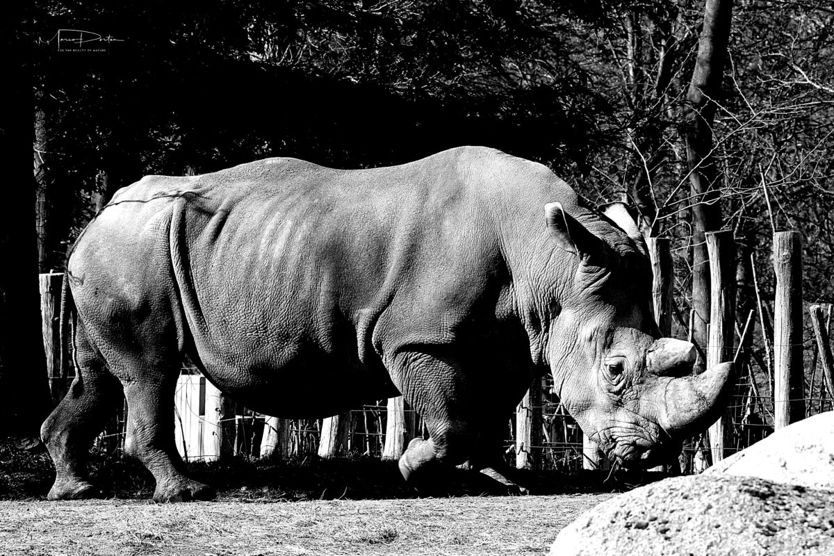 Zoofotografie: Zoo Schwerin am 23.03.2026 – viel mehr als nur Löwennachwuchs