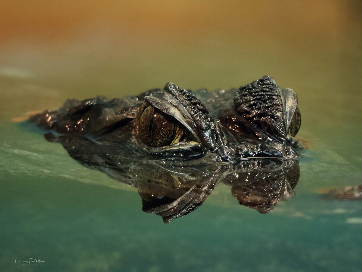 Zoofotografie: Am 23.09.2026 im Zoo Rostock
