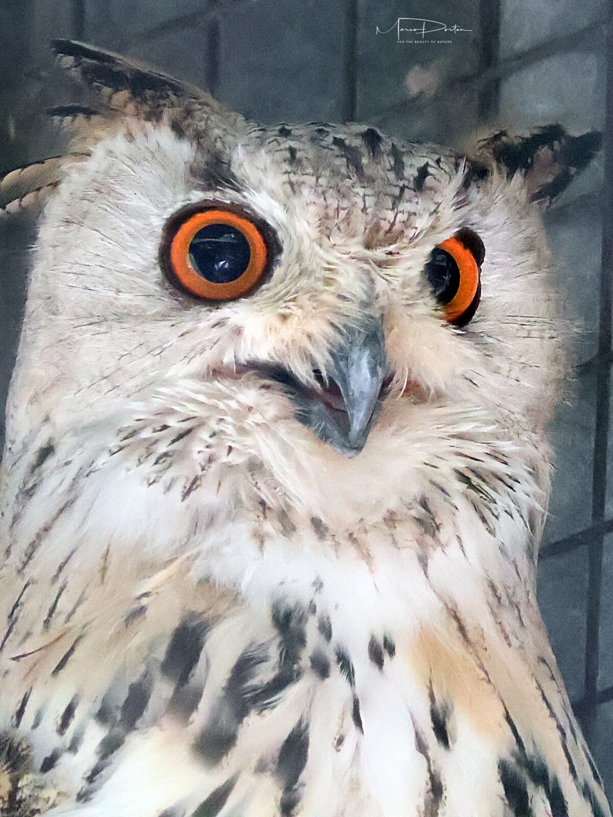 Mannheimer Geheimtipp? Wildgehege Karlstern am 28.06.2026