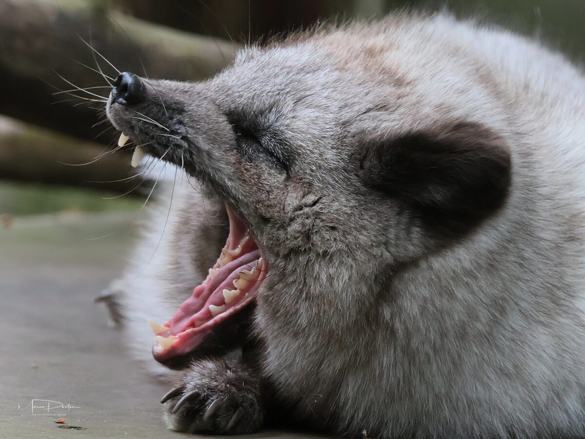 Zoofotografie: Am 05.Mai 2026 im Tierpark Neumünster
