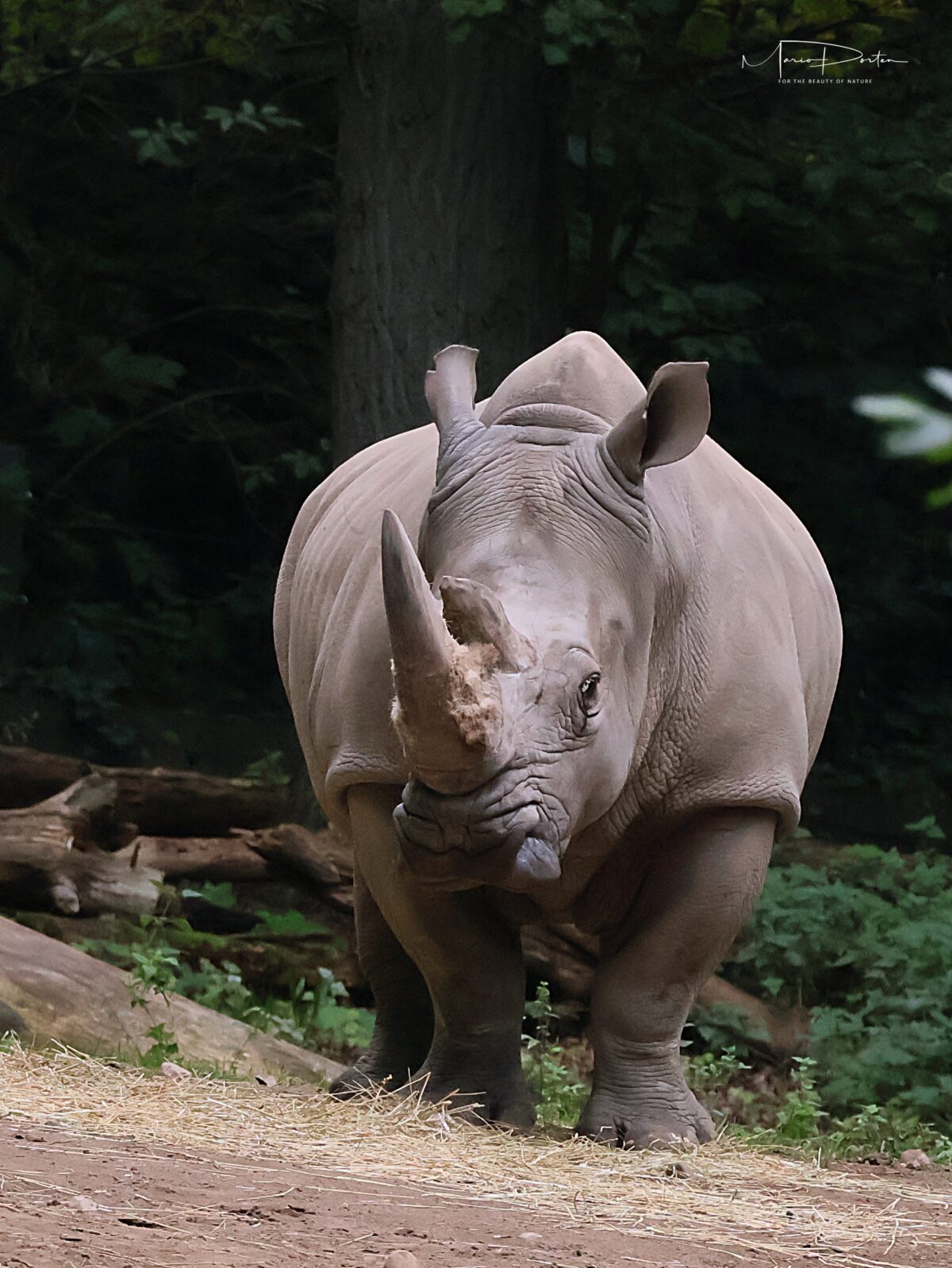 Zoofotografie: Zum Tierpatentag am 26.09.2026 wieder im Zoo Schwerin